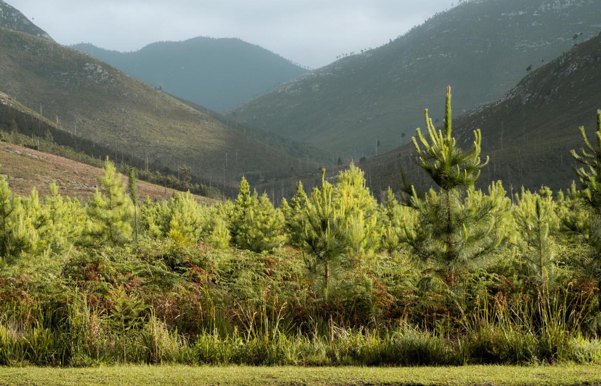 Tsitsikamma Lodge & Spa Stormsrivier Zewnętrze zdjęcie